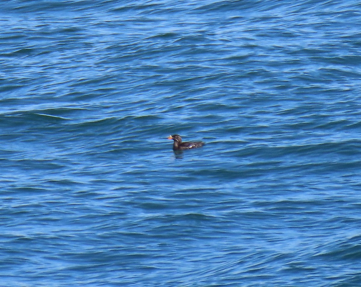 Rhinoceros Auklet - ML360135591