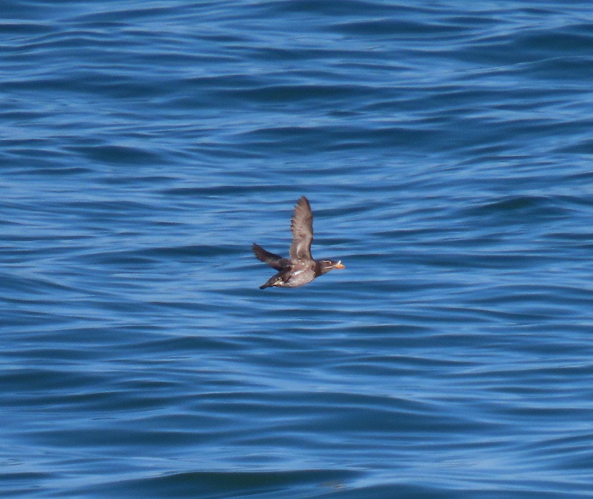 Rhinoceros Auklet - ML360135601
