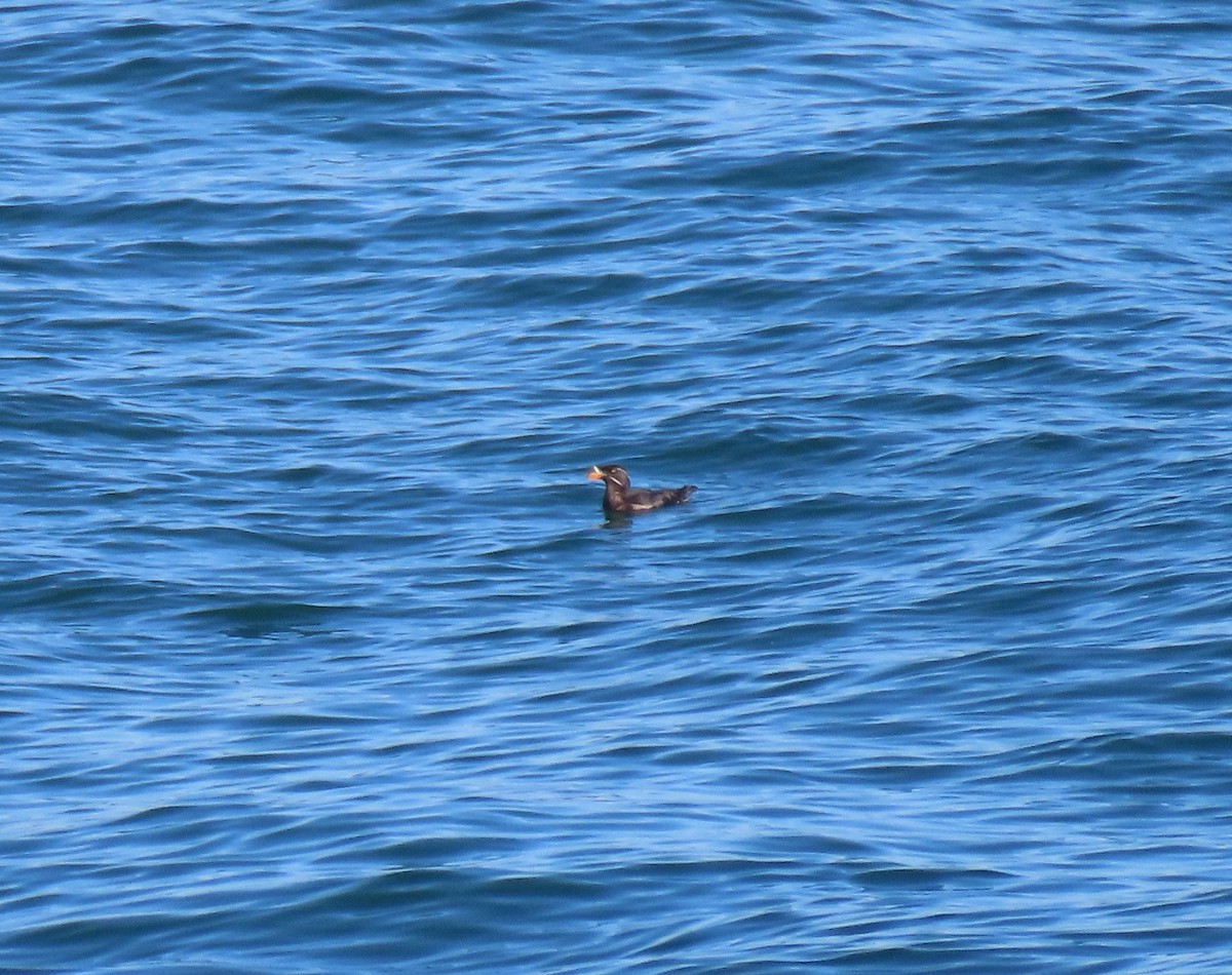 Rhinoceros Auklet - ML360135691