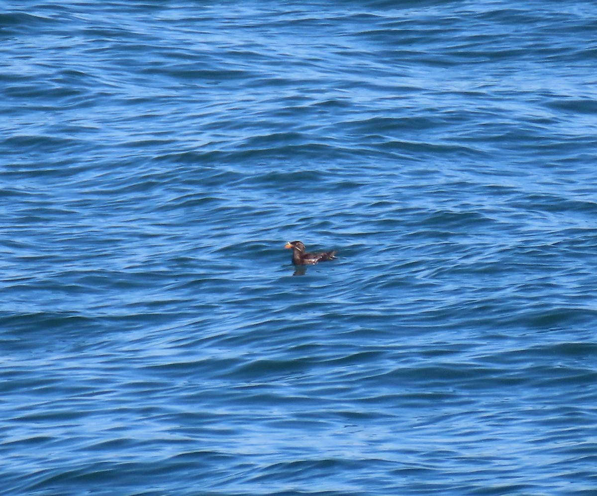 Rhinoceros Auklet - ML360135711