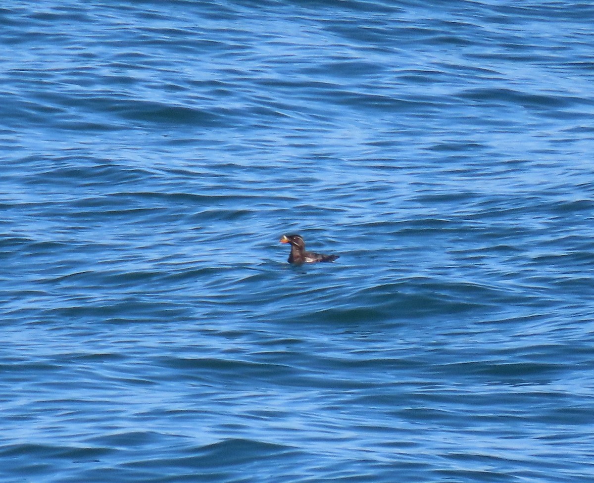 Rhinoceros Auklet - ML360135721