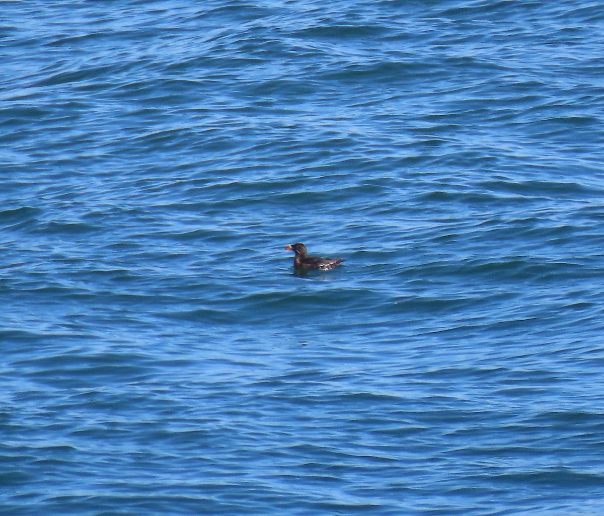 Rhinoceros Auklet - ML360135731
