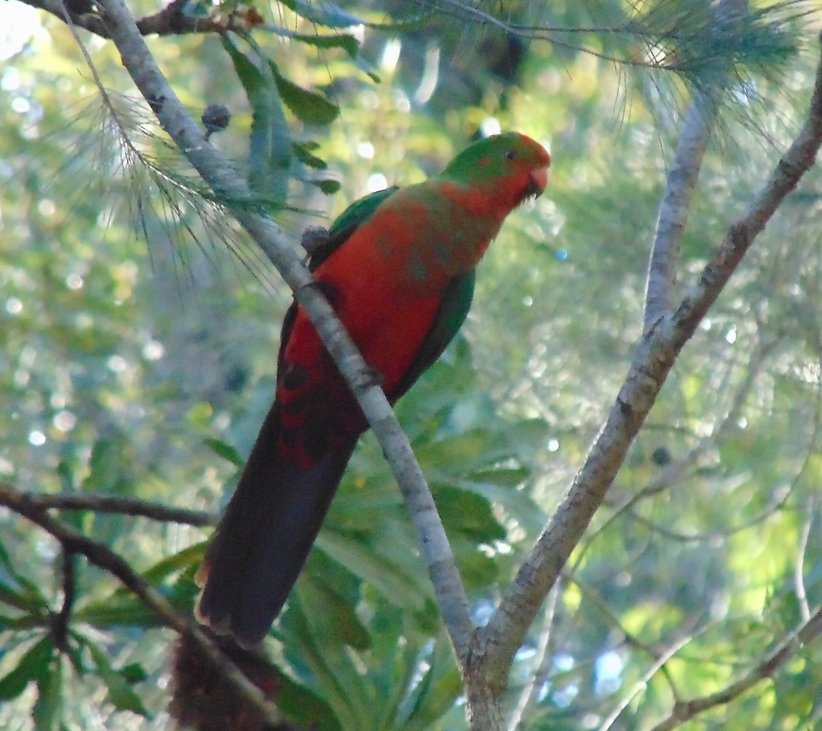 Australian King-Parrot - ML36013601