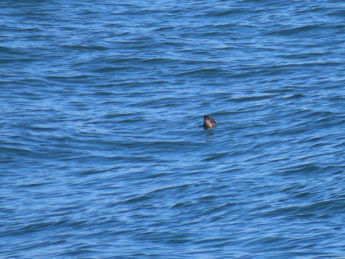 Rhinoceros Auklet - ML360136051