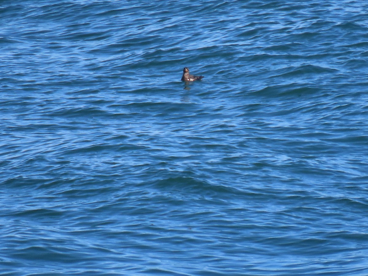 Rhinoceros Auklet - ML360136061