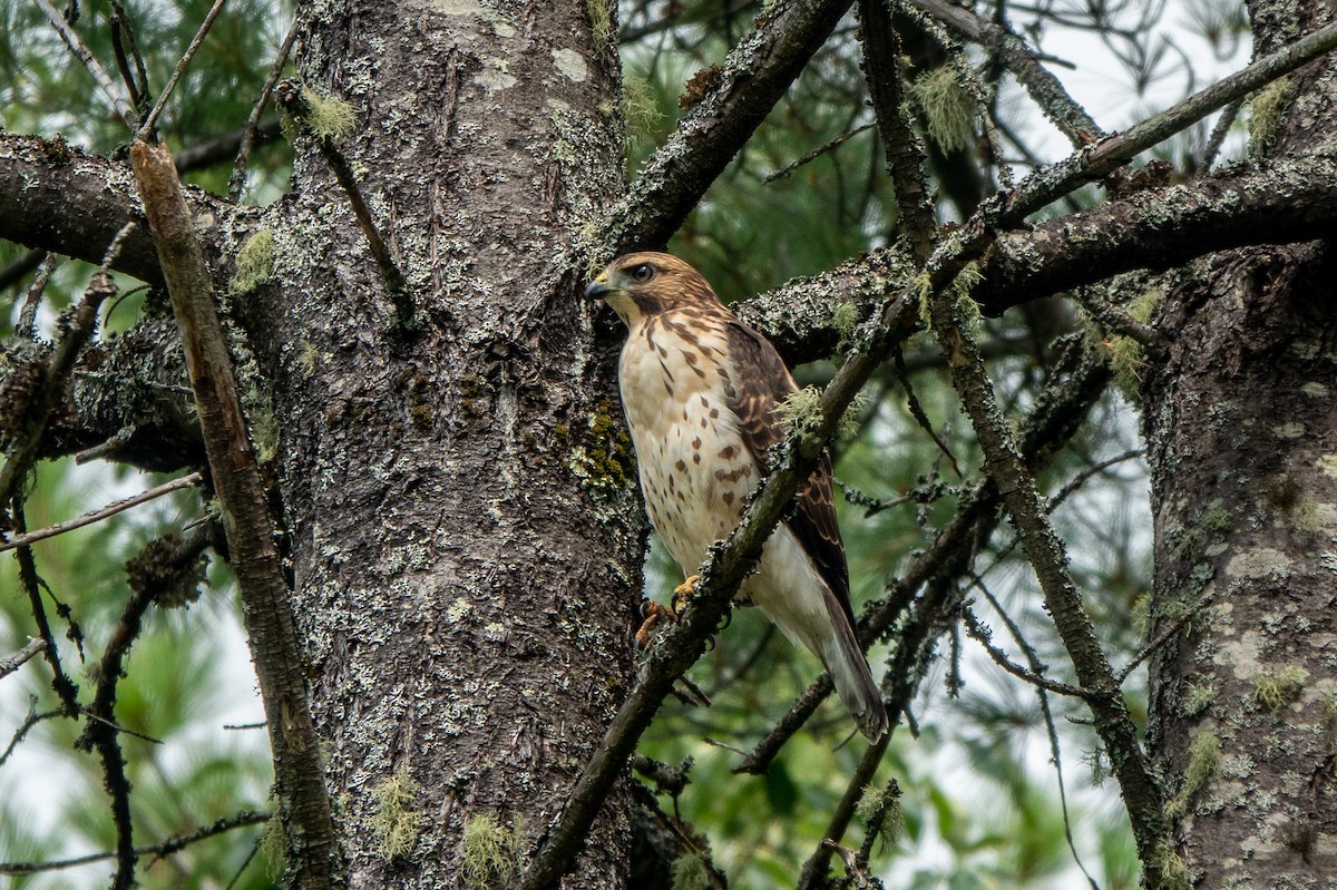 Broad-winged Hawk - ML360136701