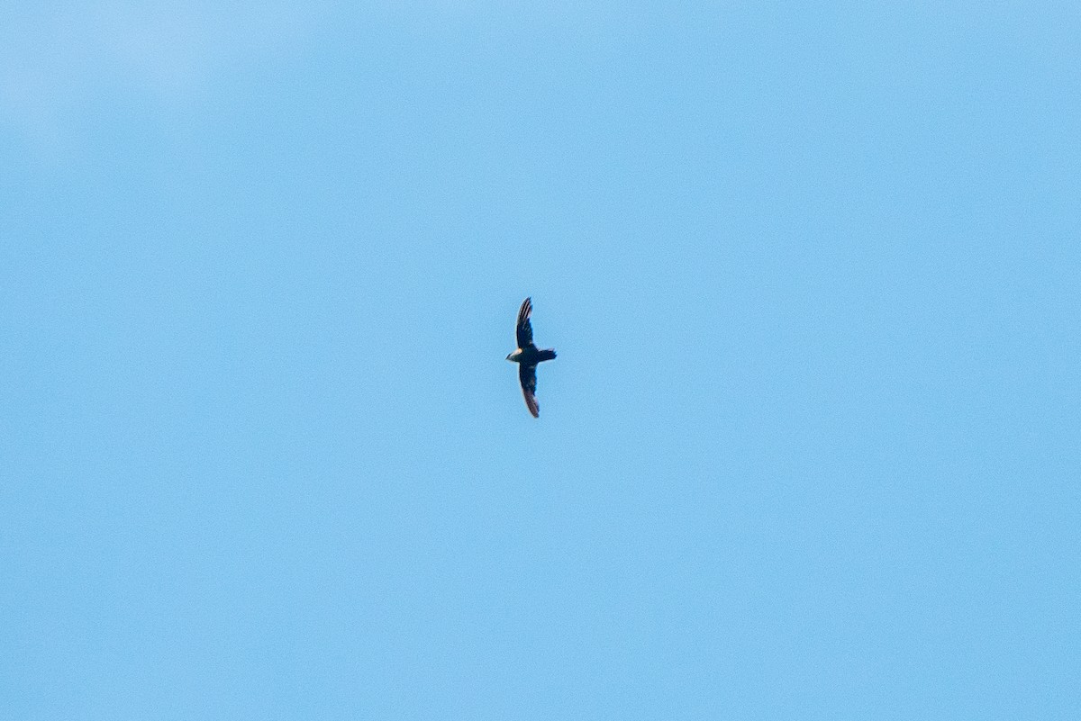 Chimney Swift - Joshua Stacy