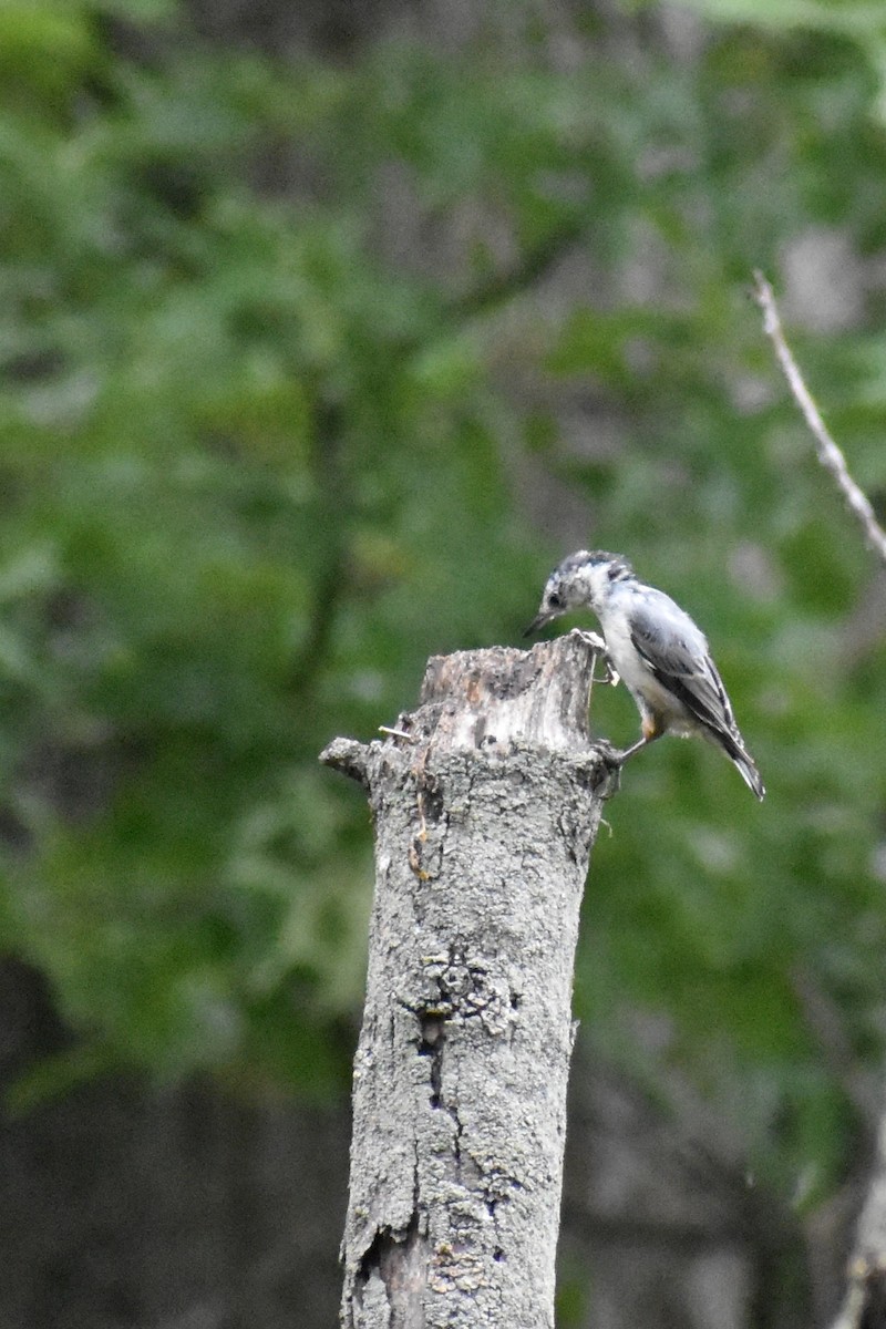 White-breasted Nuthatch - Ro Bowman