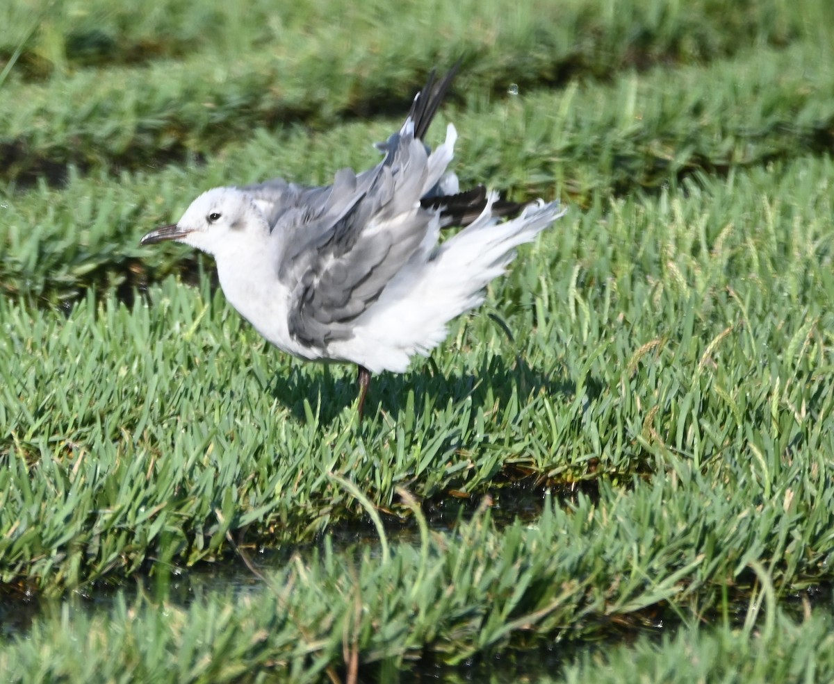 Laughing Gull - ML360138231