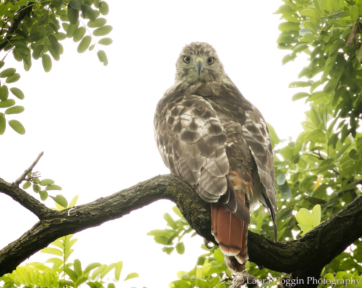 Red-tailed Hawk - ML360138471