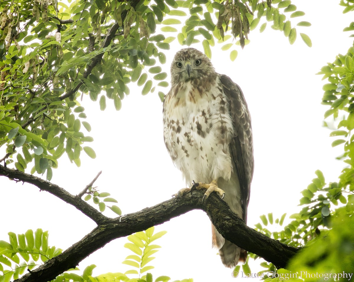 Red-tailed Hawk - ML360138481