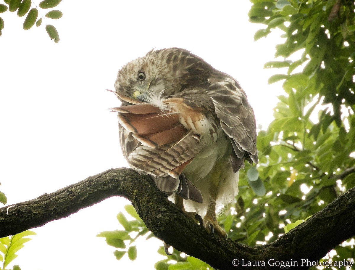 Red-tailed Hawk - ML360138491