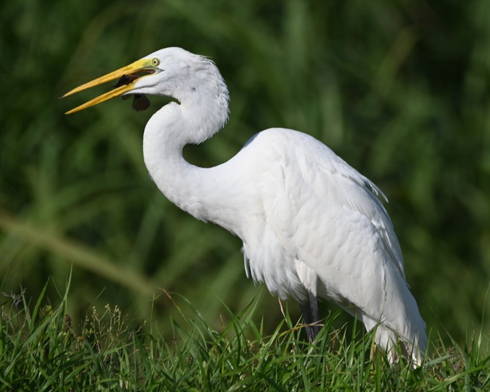 Great Egret - ML360138641