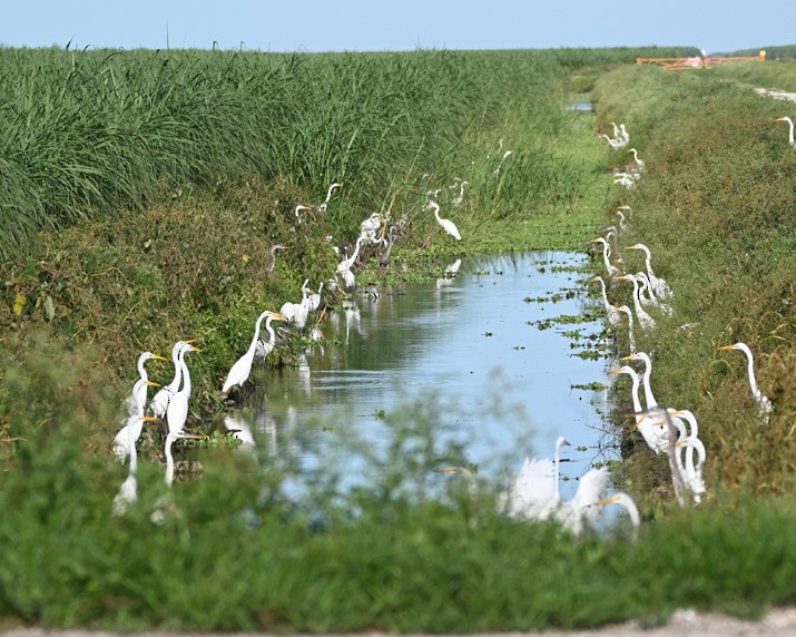 Great Egret - ML360138661