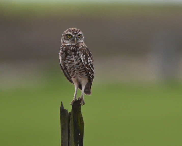 Burrowing Owl - ML360138731