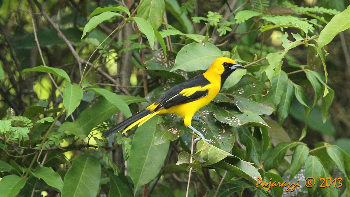 Yellow-tailed Oriole - Alfredo Garcia