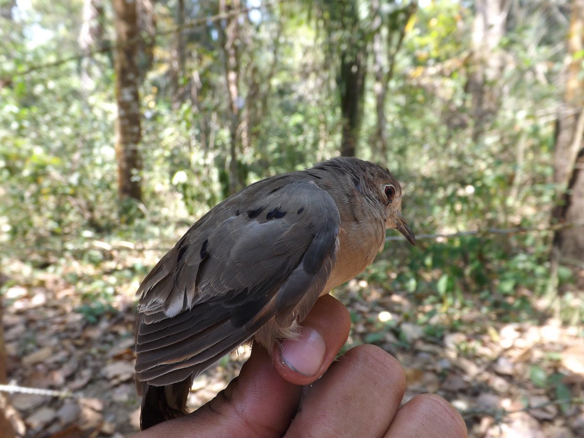 Plain-breasted Ground Dove - ML360139081