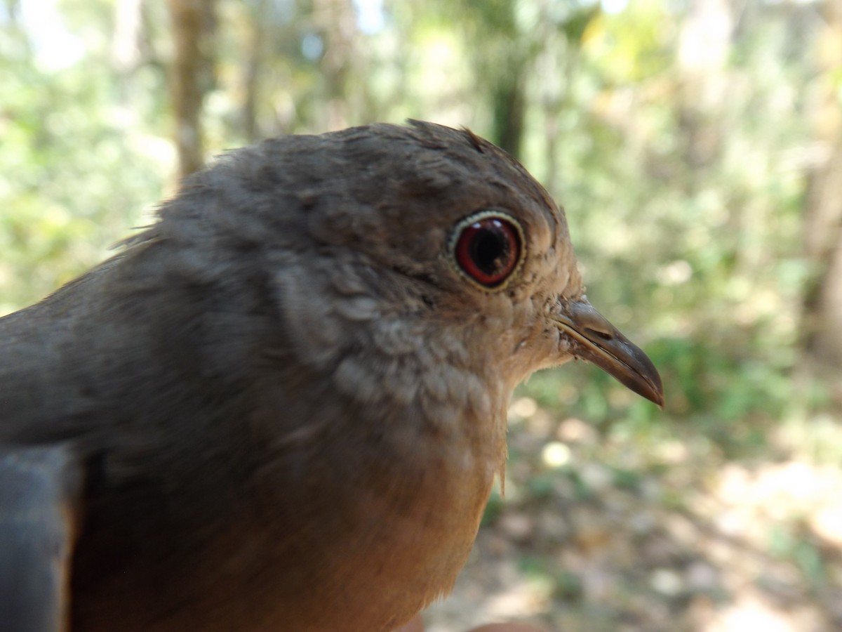 Plain-breasted Ground Dove - ML360139181