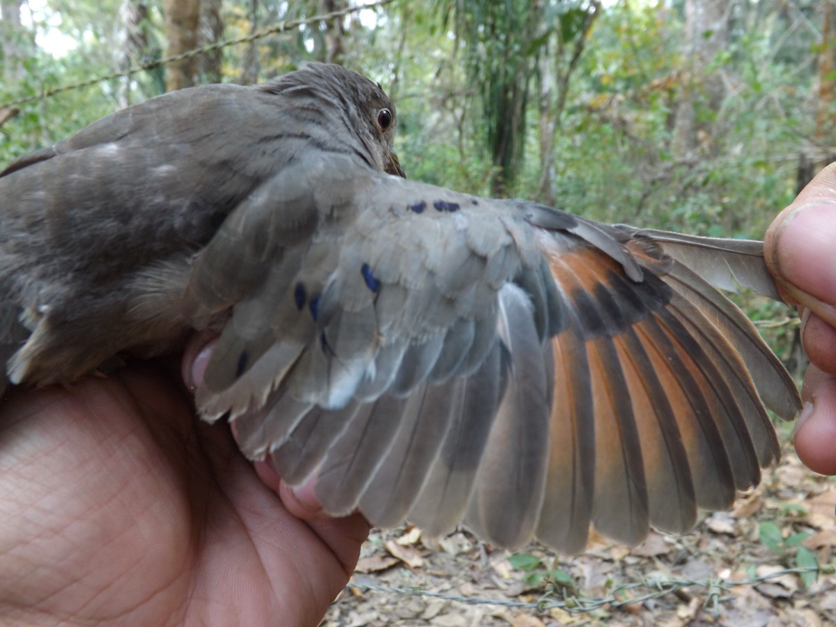 Plain-breasted Ground Dove - ML360140361