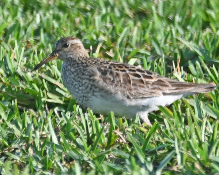 Pectoral Sandpiper - ML360141071