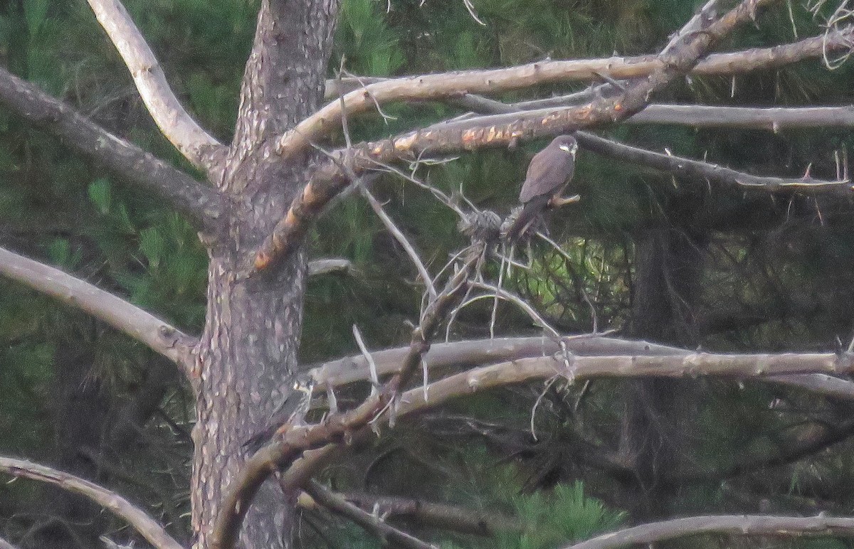 Eurasian Hobby - ML360141291