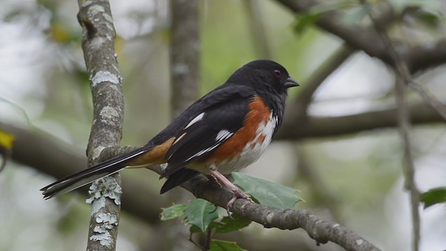 Eastern Towhee - ML360141351