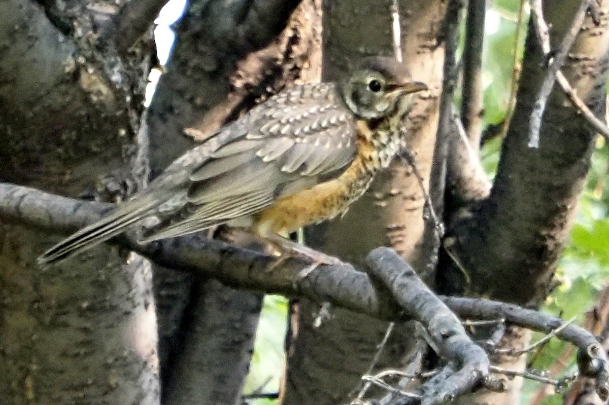 American Robin - ML360141471