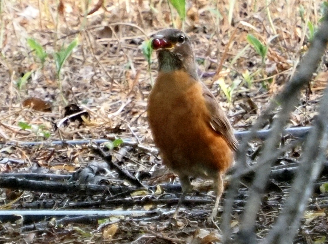 American Robin - ML360141481