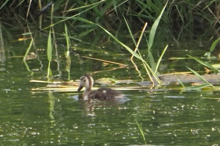 Blue-winged Teal - ML360142461