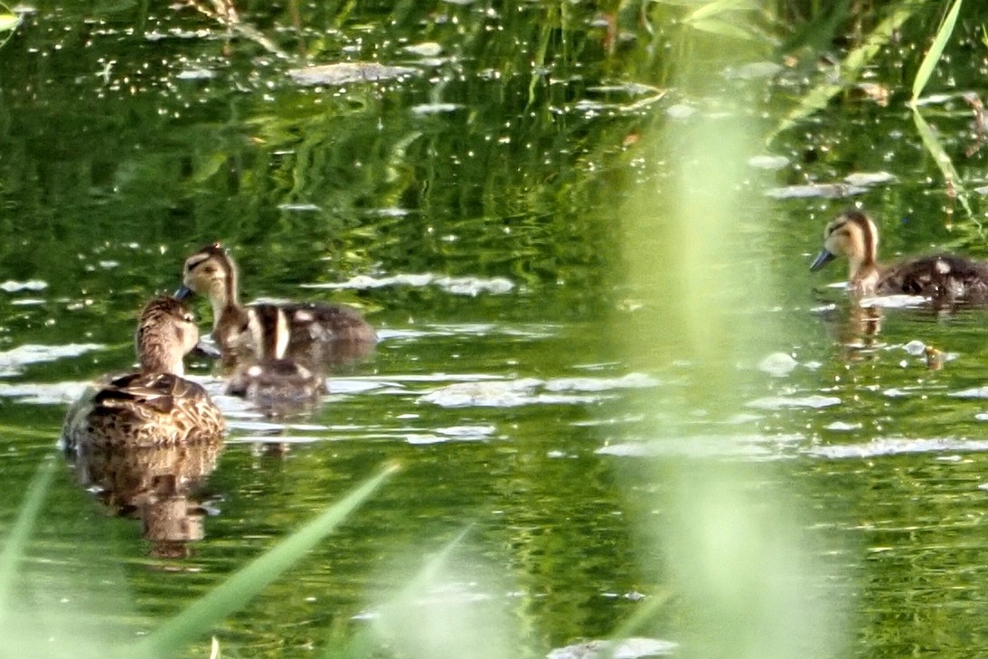 Blue-winged Teal - ML360142471