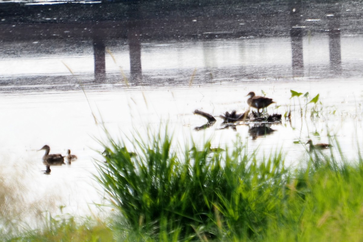 Blue-winged Teal - John Doty