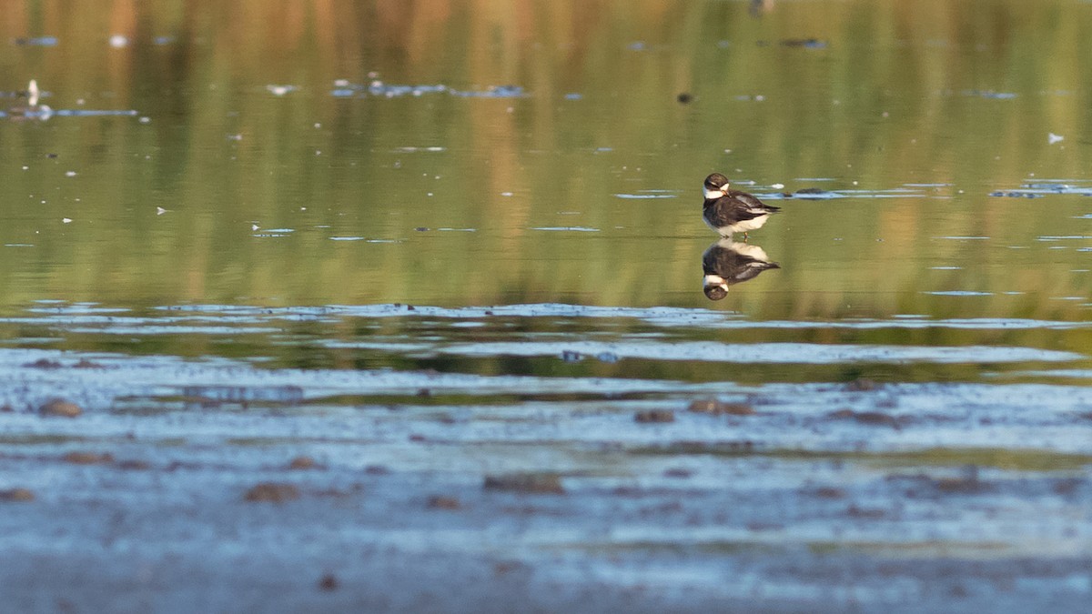 Semipalmated Plover - ML360143231