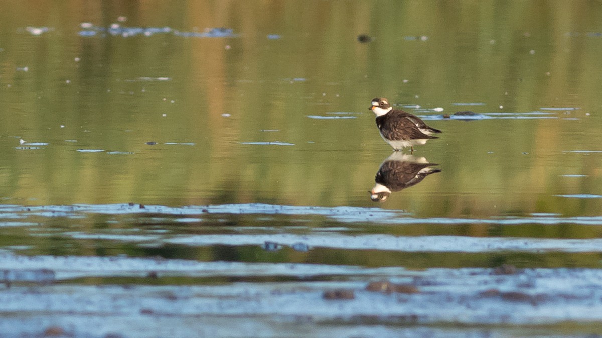 Semipalmated Plover - ML360143361