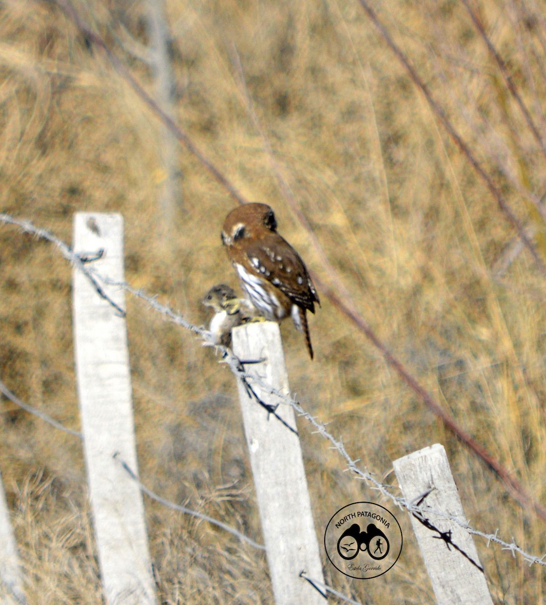 Austral Pygmy-Owl - ML360143741