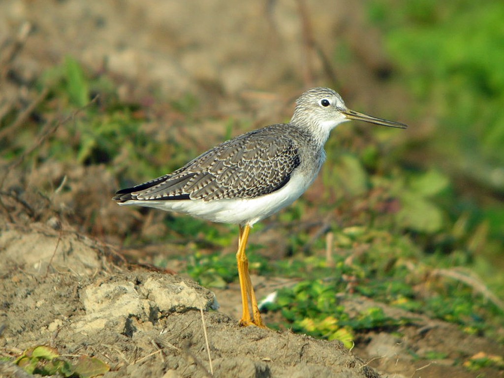 Greater Yellowlegs - ML36014391