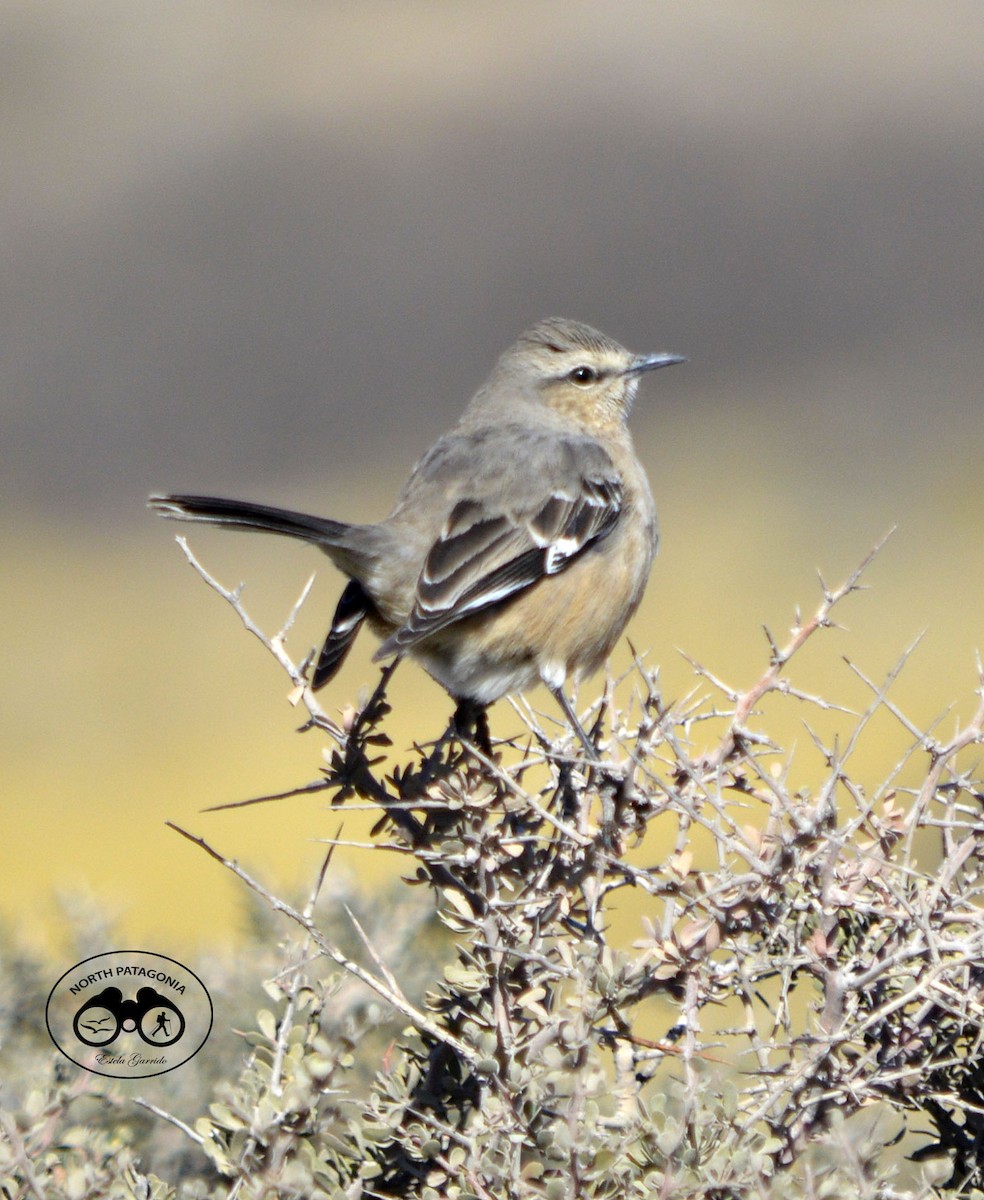 Patagonian Mockingbird - ML360143921