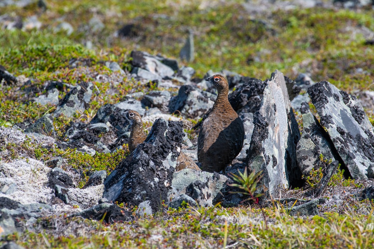 Rock Ptarmigan - David Kahrs