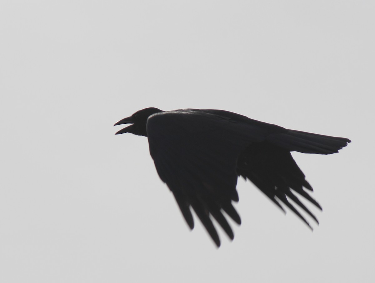 American Crow - benny albro