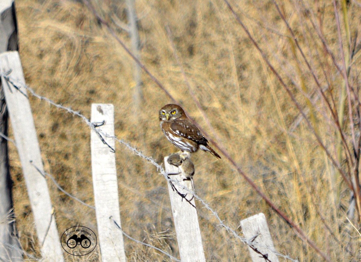Austral Pygmy-Owl - ML360145781