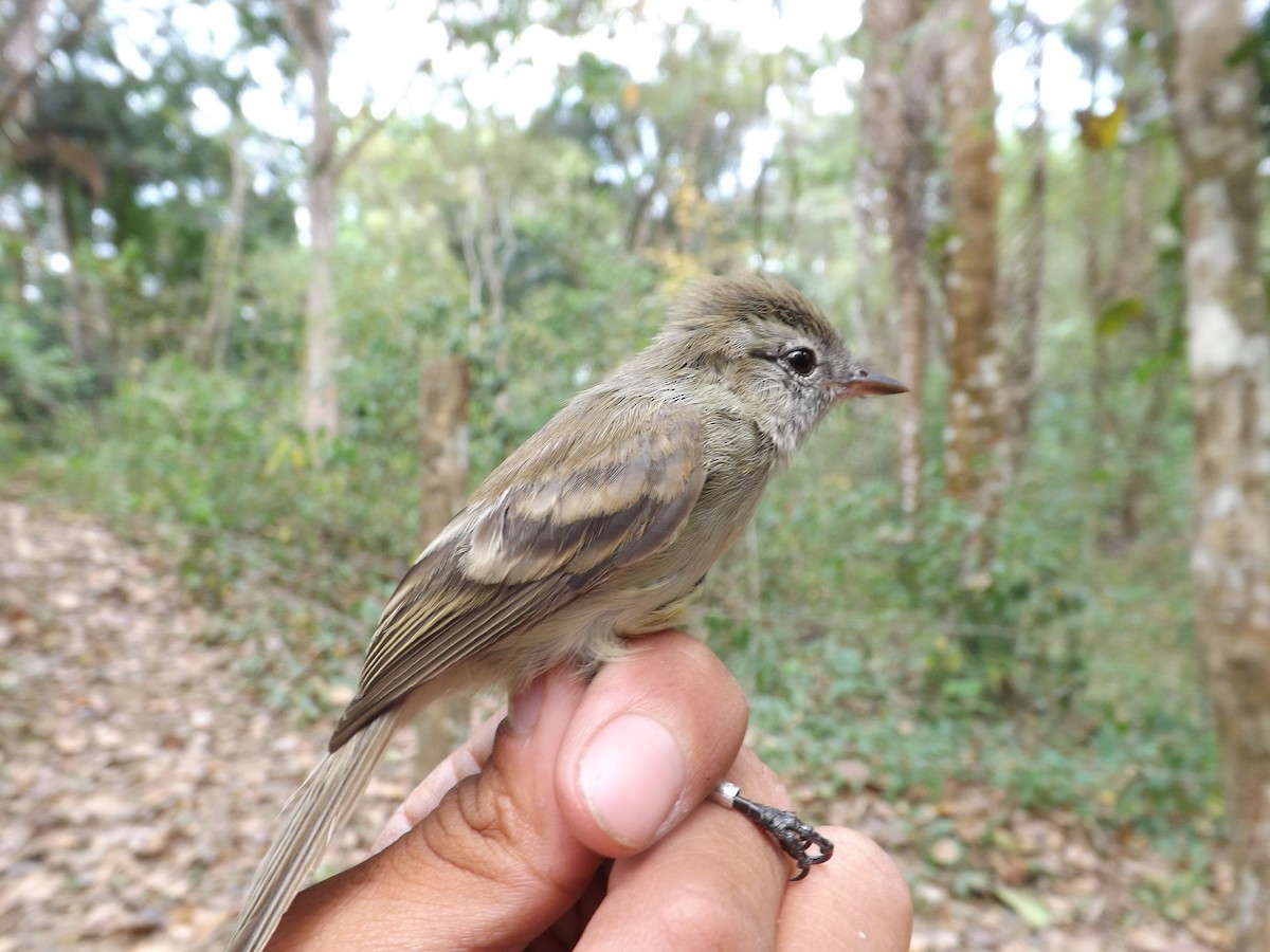 Elaenia sp. - ML360146061