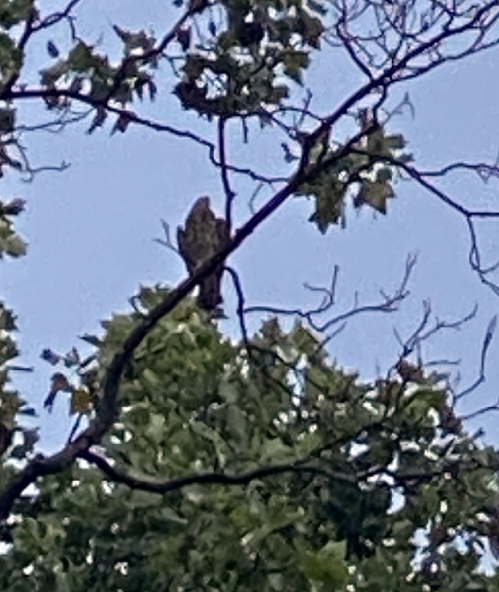 Mississippi Kite - ML360146291