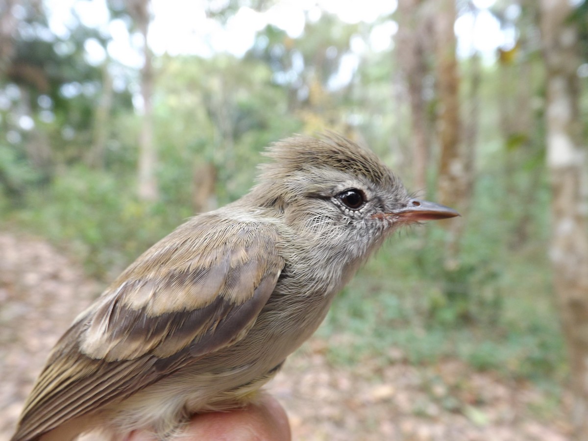 Elaenia sp. - ML360146391