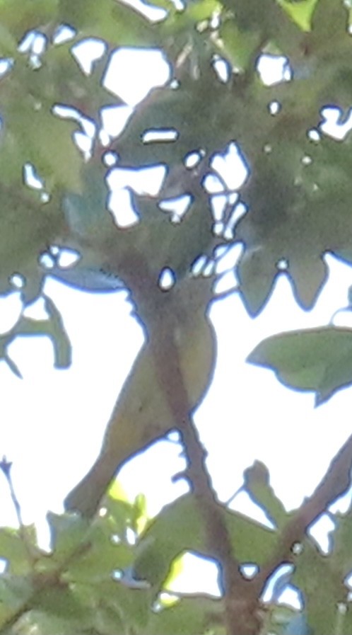 Orange-crowned Warbler - ML360146641