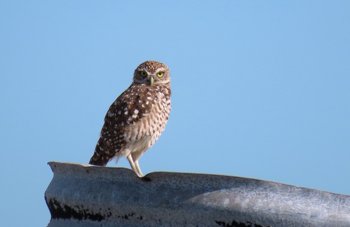 Burrowing Owl - ML360147611