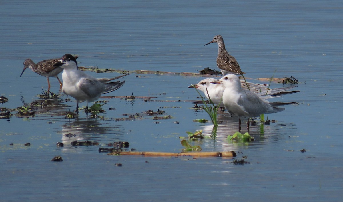 Gull-billed Tern - ML360147741