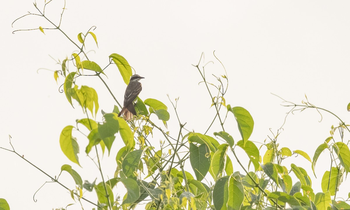 Piratic Flycatcher - ML360149061