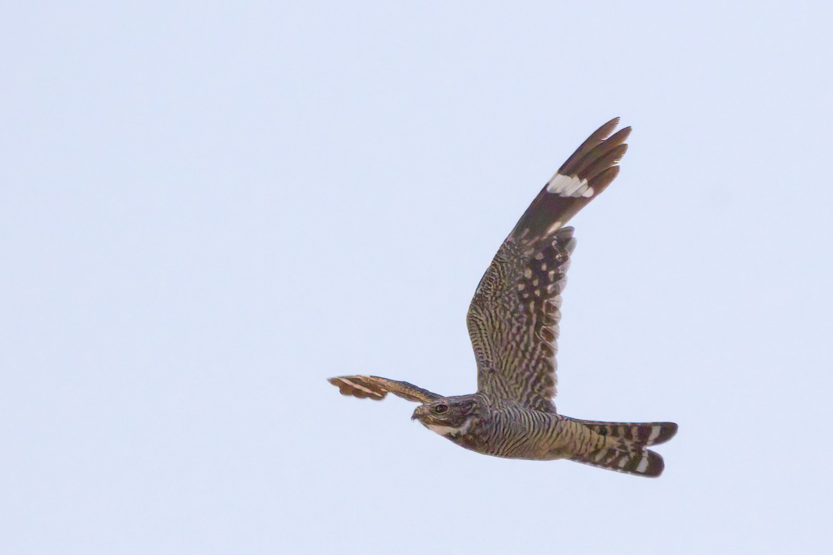 Lesser Nighthawk - ML360149551