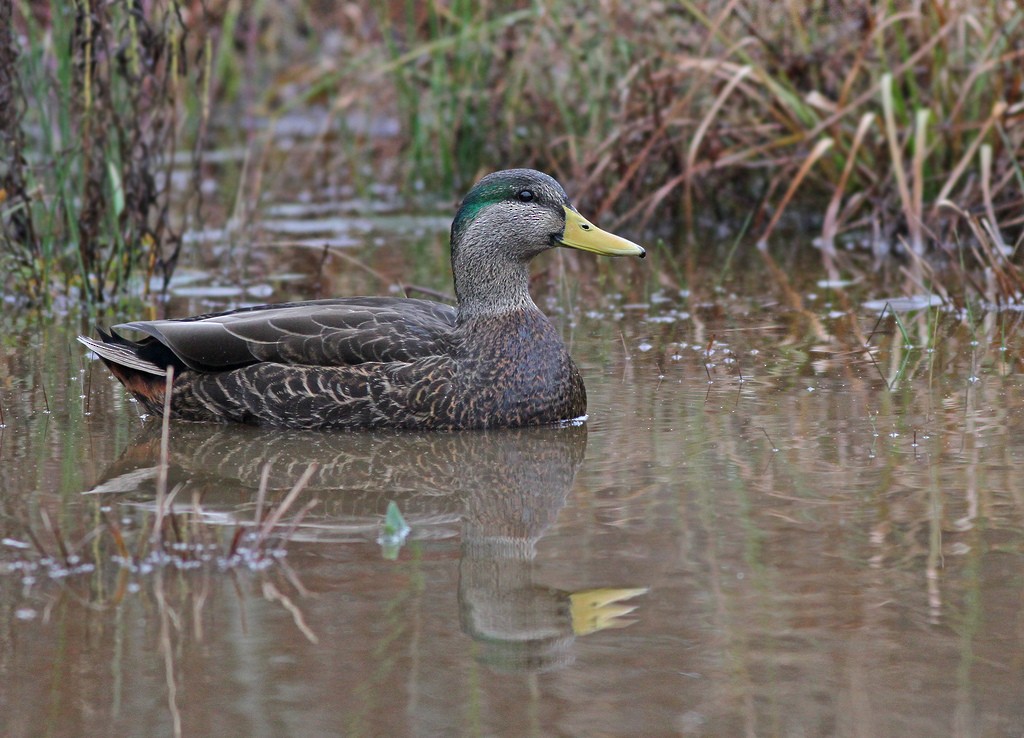 Mallard x American Black Duck (hybrid) - Jeremiah Trimble