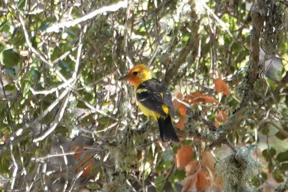 Western Tanager - ML360152081