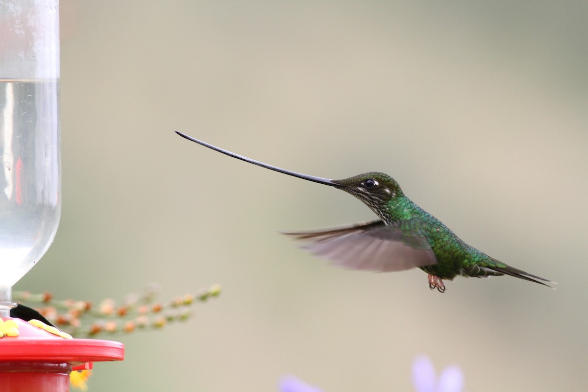 Sword-billed Hummingbird - Nate Swick
